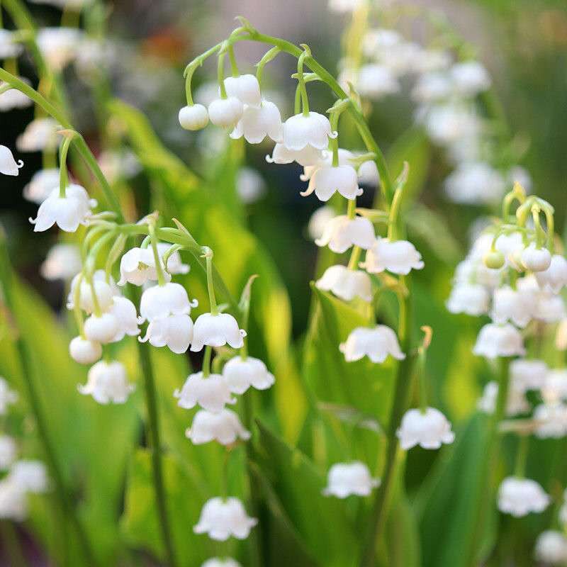 鈴蘭花盆栽牙根四季開花四季可種植 蝦皮購物