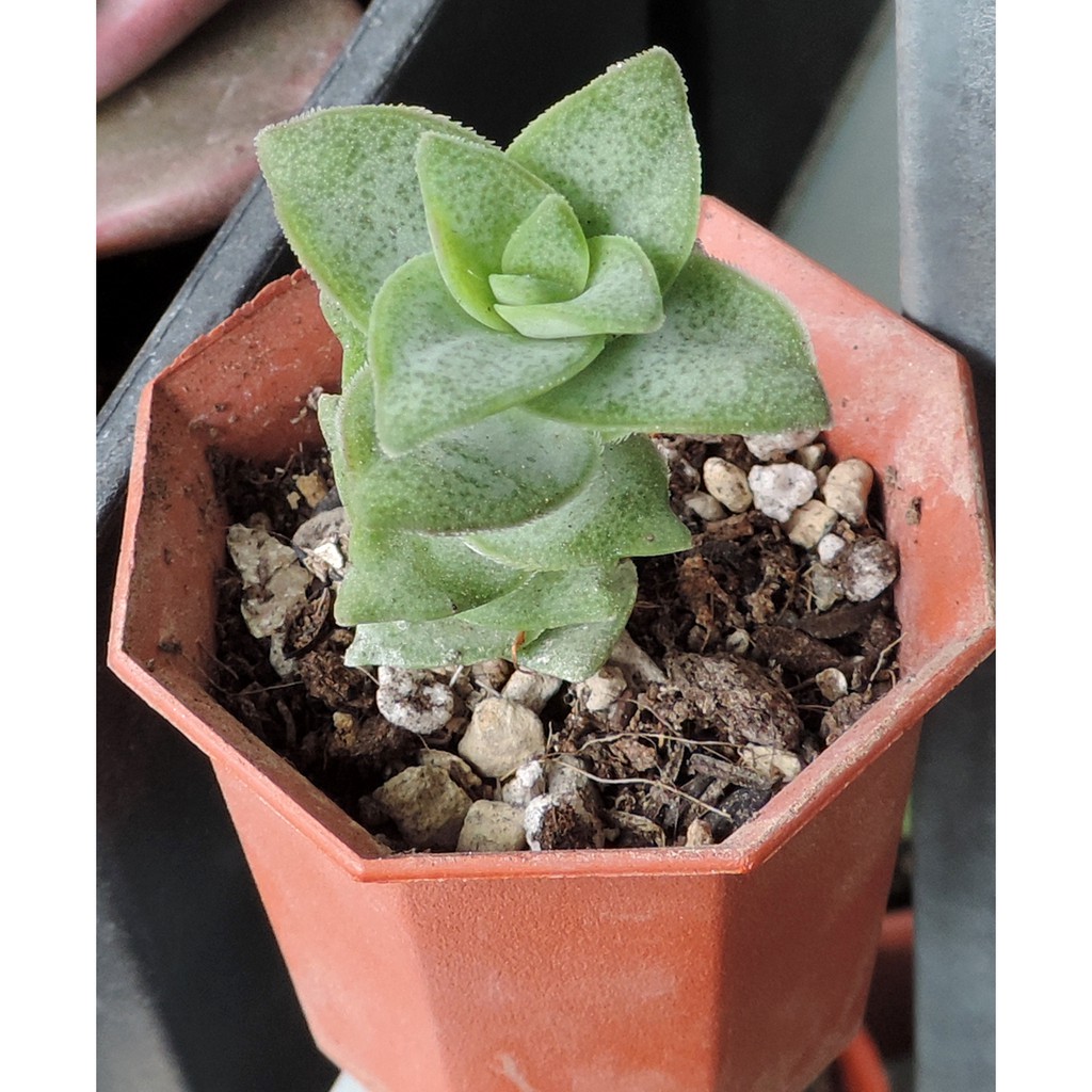 多肉植物星乙女十字星約2吋盆裸根寄送 蝦皮購物