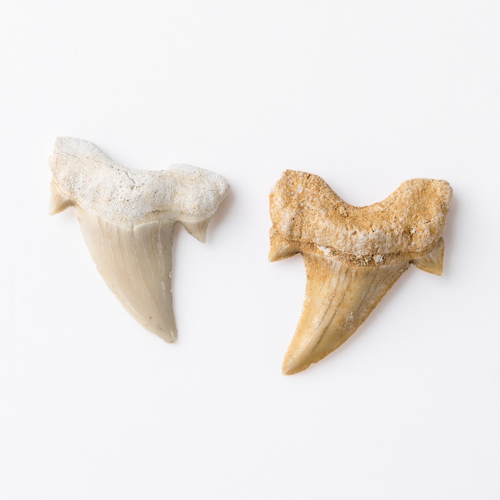 FOSSIL 1 件裝鯊魚牙化石 2.5-3 厘米口香糖完整鯊魚牙化石海洋生物化石歷史生物研究標本