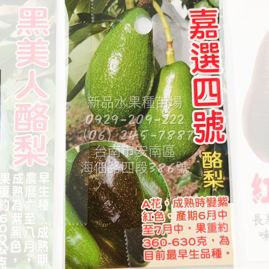 酪梨苗嫁接苗加林一號 黑美人 紅心圓 金力士 厚兒 秋可 哈斯 嘉選二號 三號 四號 章安 十月紅 利得 露拉