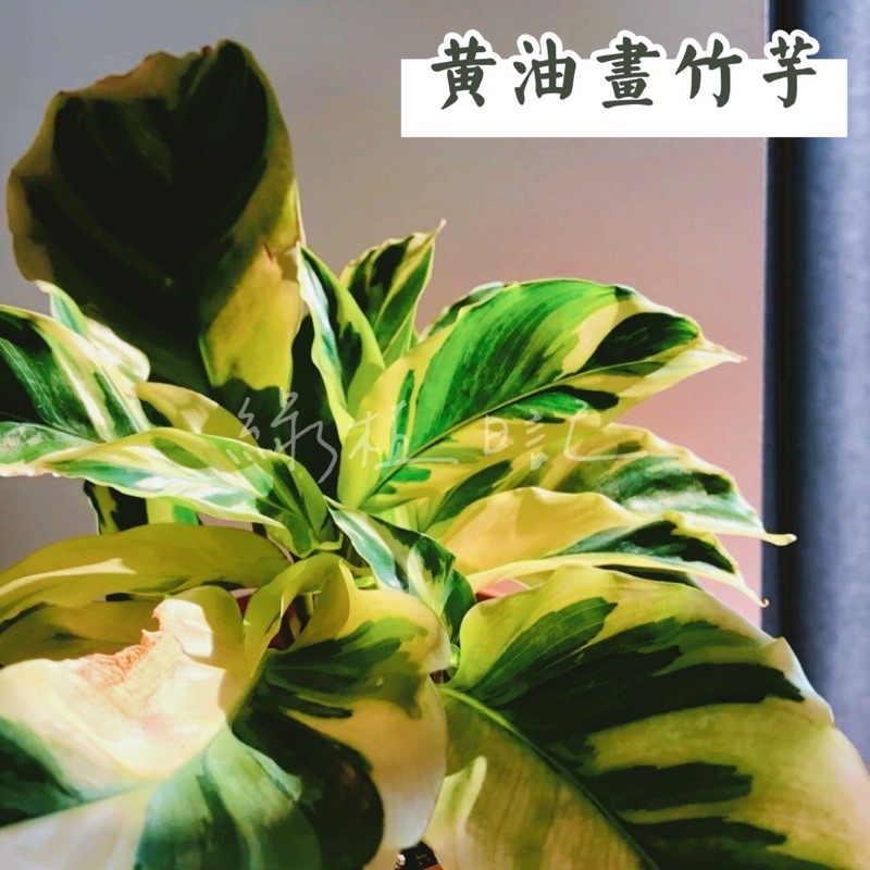 ｜綠植日記｜黃油畫竹芋/Calathea yellow fusion/觀葉植物/3寸/5吋