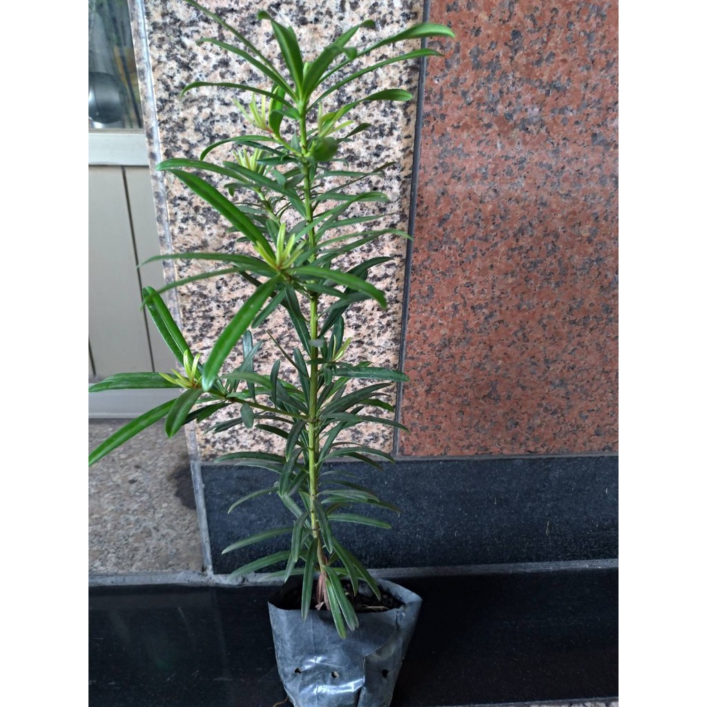 觀葉植物 羅漢松 樹苗 觀賞植物