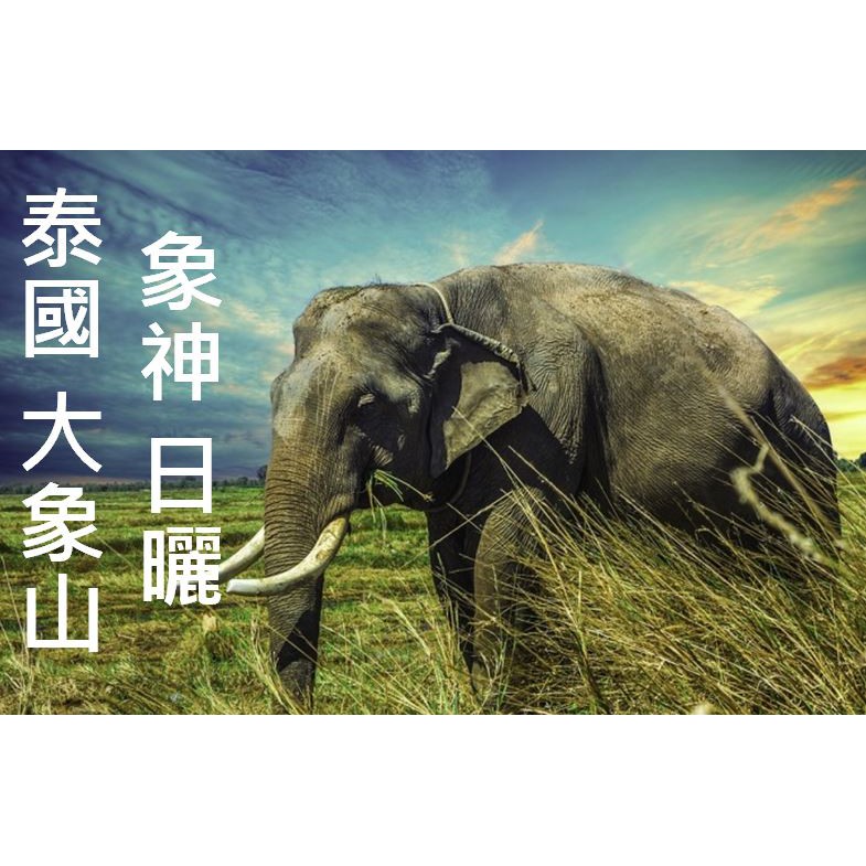 附發票 獵豆工坊🐆 (香氣讚!!) 亞洲 泰國 大象山 象神 日曬 咖啡生豆 500g