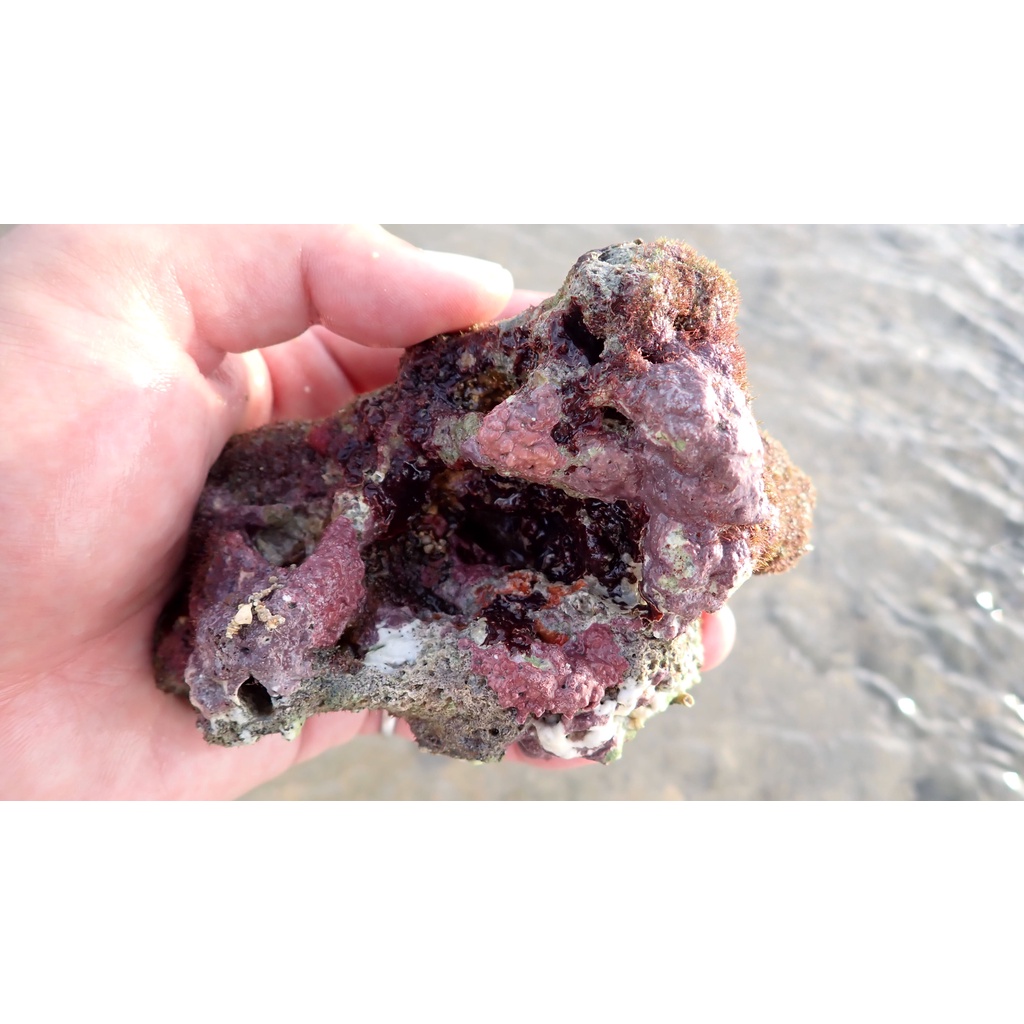 「B0號」新鮮活石 、海水礁岩活石、鈣藻活石、海水造景、水族過濾  濾材活石 過濾 多孔隙 柏林系統 造景