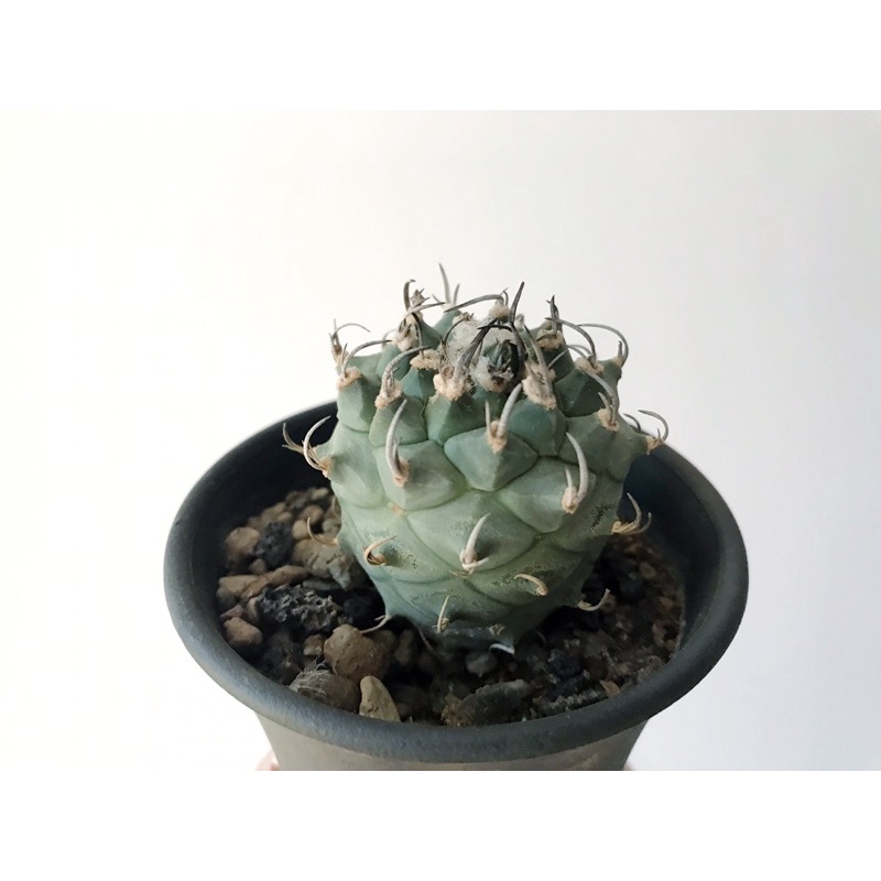 ［新品］Turbinicarpus schmiedickeanus實生純種昇龍丸_美稜開花株穩根_仙人掌/塊根/多肉