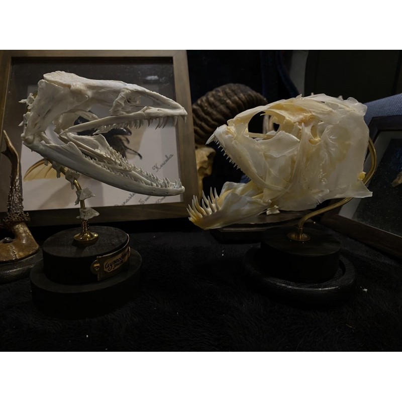 Boneholic 頭骨標本 狼鯡 蝦皮購物