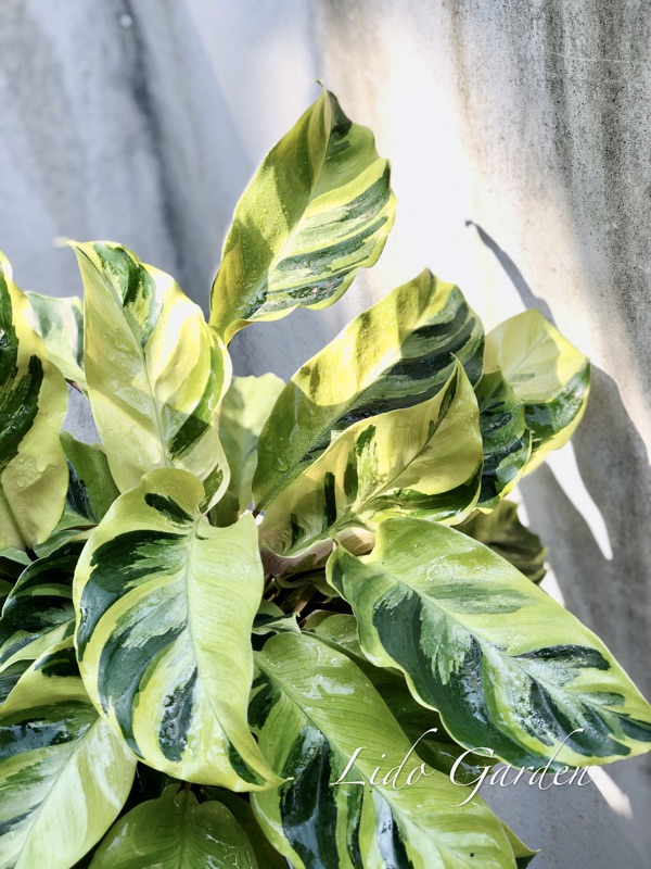 大理石竹芋 黃油畫竹芋 五吋 初春開始最美的時候 嬌貴難伺候 蝦皮購物