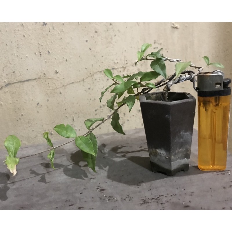 李氏櫻桃 會開花 小豆盆 蝦皮購物