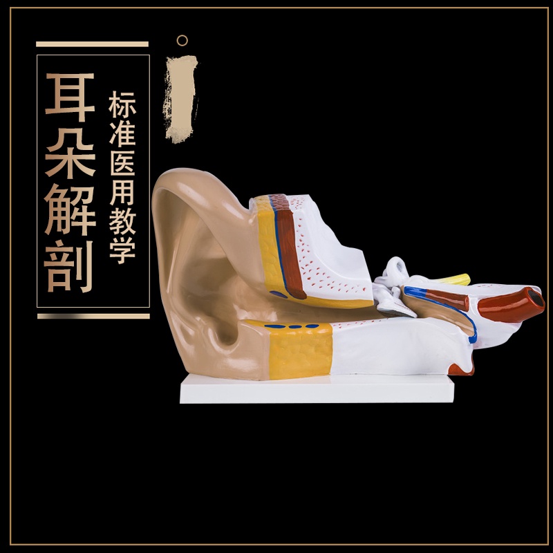 “模型現貨”耳朵模型 耳朵解剖模型 耳朵構造人體器官模型 耳科示教模型.K8
