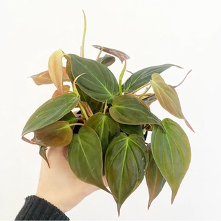 黑金蔓綠絨｜4吋｜白龜｜日本白斑龜｜斑葉龜｜觀葉植物｜龜背芋｜斑葉｜彩葉芋｜合果芋｜琴葉榕｜婚禮小物｜室內植物｜盆栽