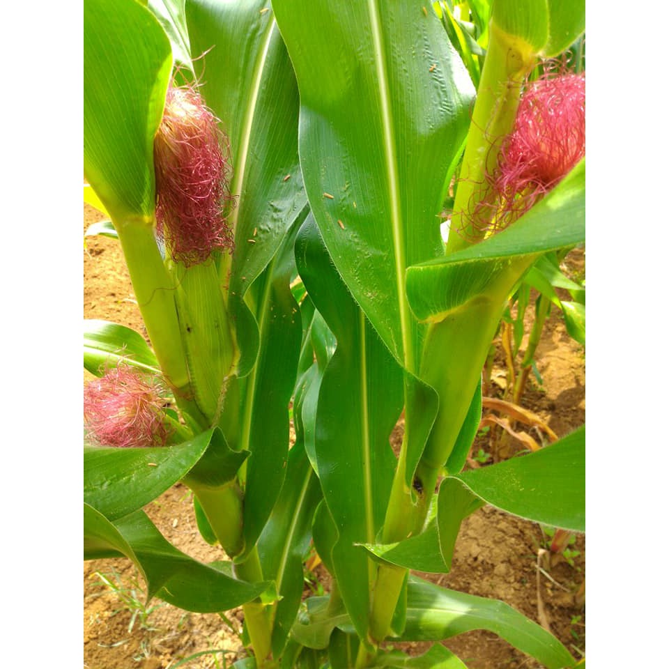 紅鬚玉米筍種子