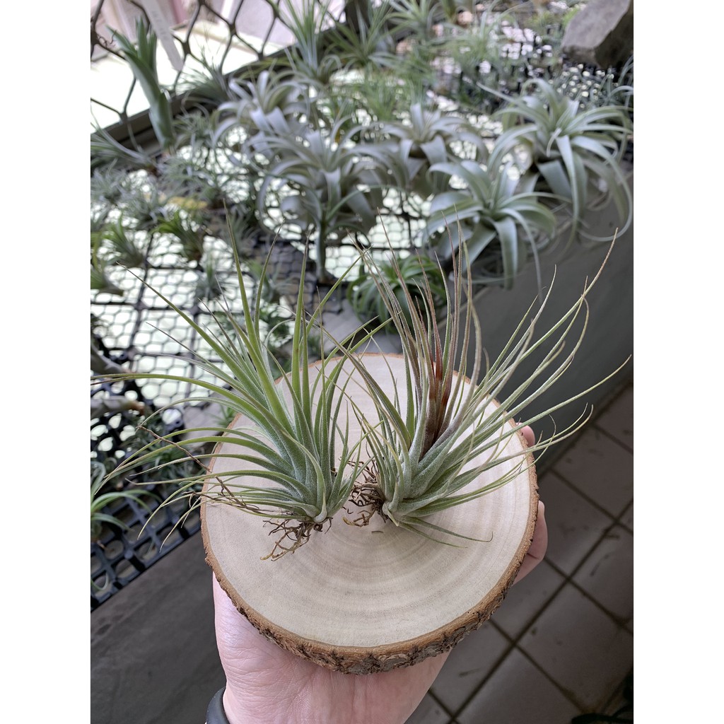 空氣鳳梨 艾瑞克X小精靈全紅 ( Eric knobloch X Ionantha rubra)