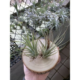 空氣鳳梨 艾瑞克X小精靈全紅 ( Eric knobloch X Ionantha rubra)