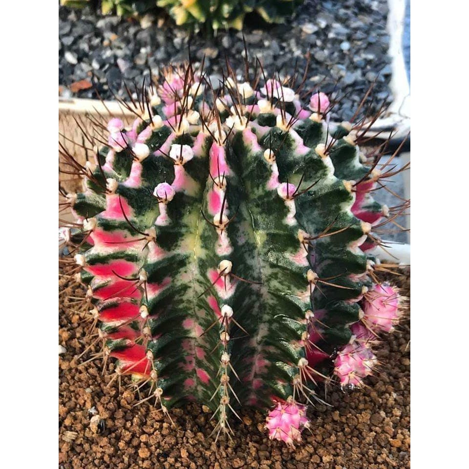 高仿錶 側芽 均斑赤黑緋牡丹錦 I Position 優惠推薦 21年10月 蝦皮購物台灣