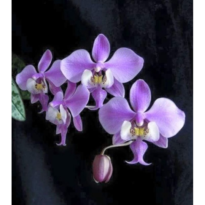 【蘭蕨雨林】Phal. schilleriana，西蕾麗蝴蝶蘭，國民美花，必藏珍品，人手數盆乃是稀鬆平常之事。

