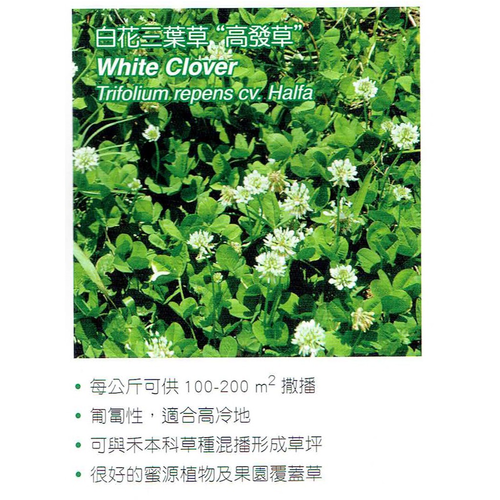 種子王國幸運草 白花三葉草 約500公克 1公斤 包為草坪草種 被地植物的一種分包裝種子 蝦皮購物