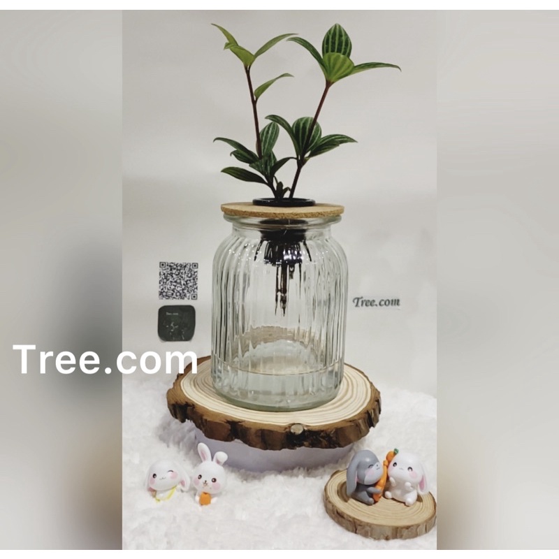 Tree.com室內網美植栽辦公室小物療育水耕植栽-吊蘭+線條透明玻璃瓶-懶人盆栽懶人植栽-水耕盆栽.水耕植物