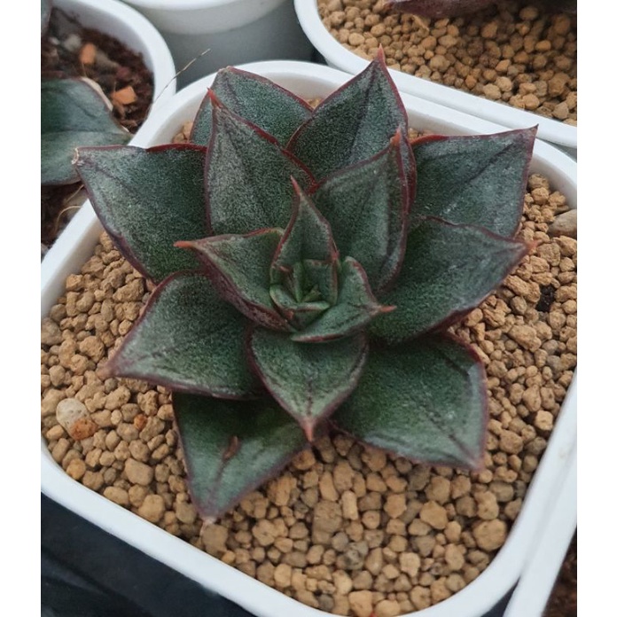 ❤️心花開心樂園❤️麒麟座，3號盆，多肉植物