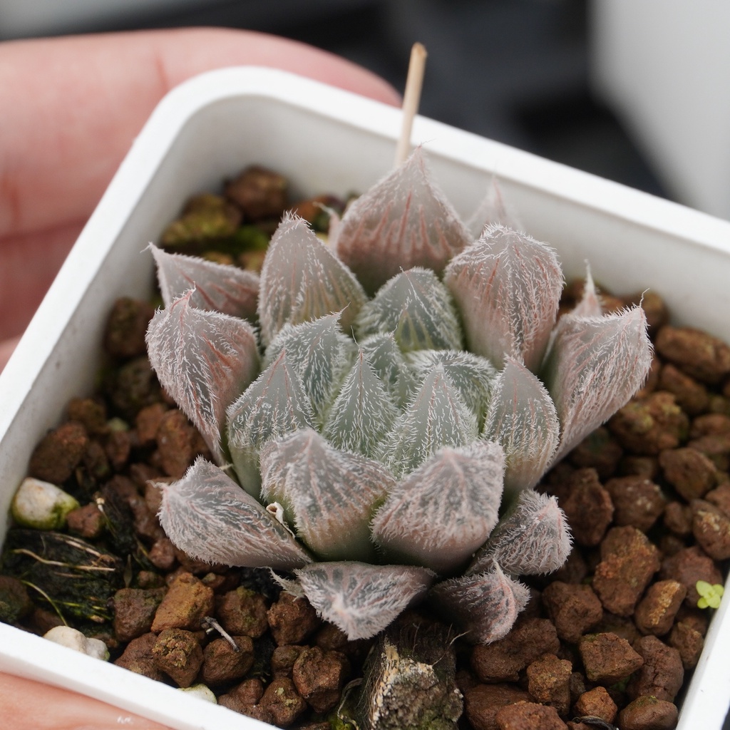 毛玉露百合科haworthia 多肉植物詠詠多肉 蝦皮購物