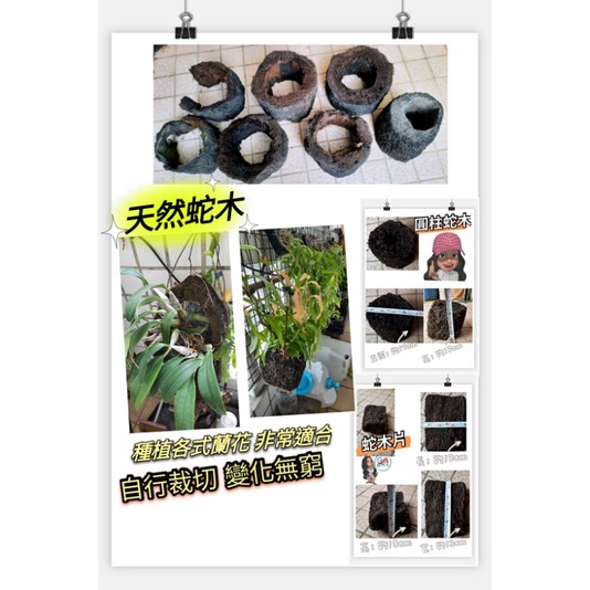 天然蛇木板 圓筒蛇木  用於上板石斛蘭等各式蘭花 鹿角蕨。
