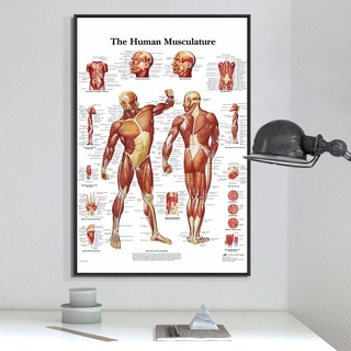 現代人體解剖肌肉系統藝術海報打印人體地圖畫布繪畫牆圖片科學醫學臥室裝飾