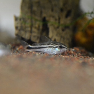 雞籠魚仔鋪基隆水族工作室 線上商店 蝦皮購物