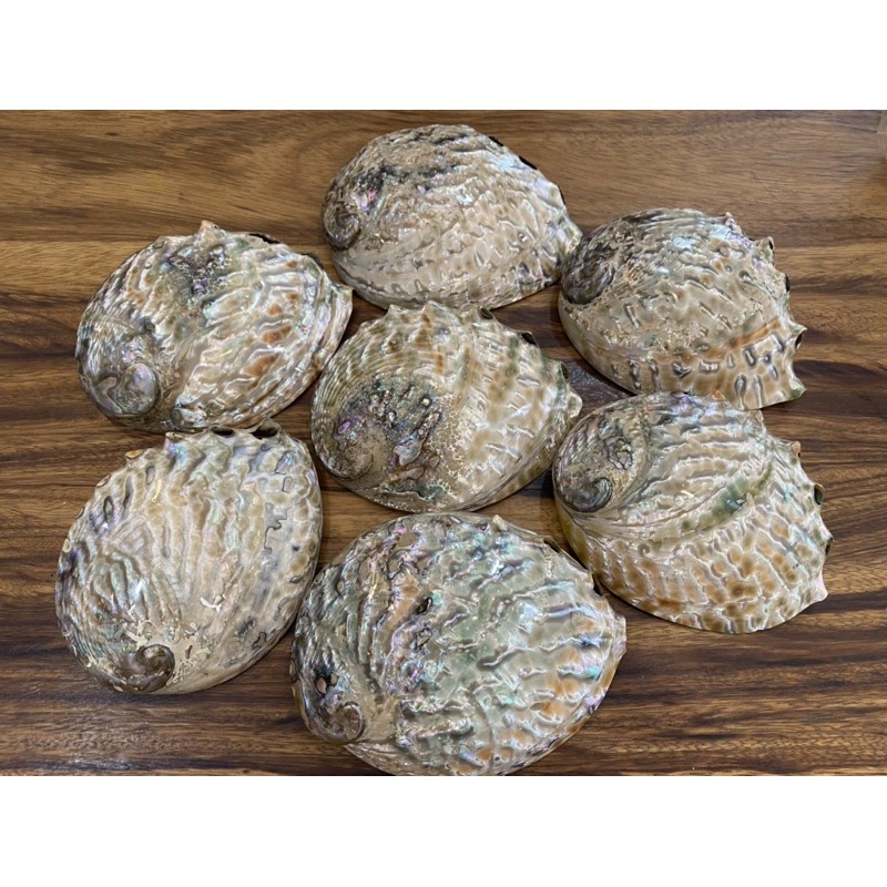 鮑魚貝殼🐚天然手工磨製12～13公分