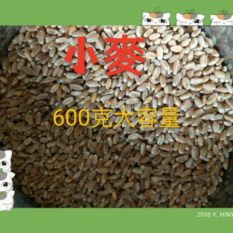 鴿子飼料/寵物鼠/綜合倉鼠飼料小麥單味600克/1200克（可以種植,“人”可食用）