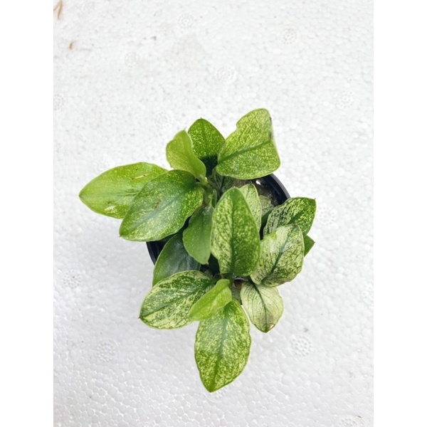 S水族 白斑小榕 限量珍藏 水草 陰性水草 前景 中景 後景 懶人草 水草造景 水族 新手水草 不用co2 蝦皮購物