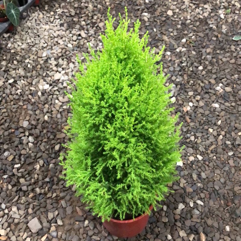 5 香冠柏防蚊樹特殊氣味 蝦皮購物