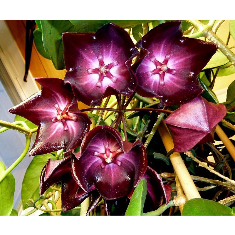 毬蘭hoya Macgillivrayi Pandus Creek 大花毬蘭 蝦皮購物