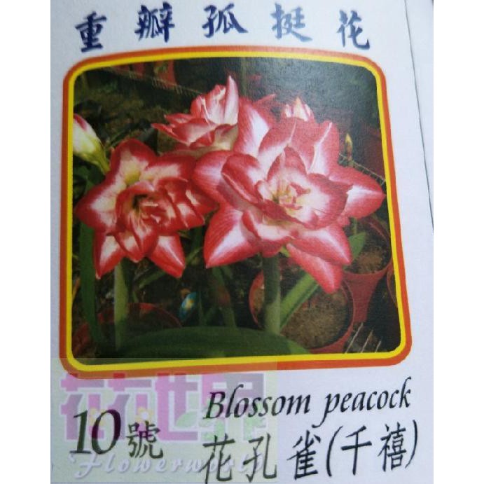 孤挺花千禧的價格推薦 21年8月 比價比個夠biggo