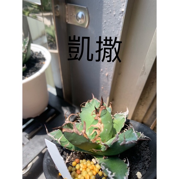 笹之雪香蕉的價格推薦 22年5月 比價比個夠biggo