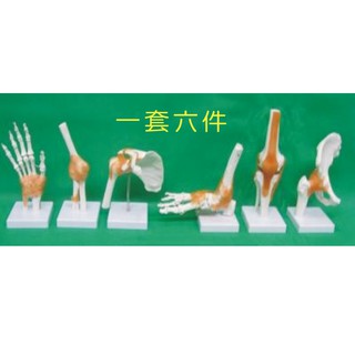 可開發票 整套六件 膝 肩 肘 髖 手 腳關節附韌帶 人體六大功能關節模型 教學教具模型ARFK客滿來