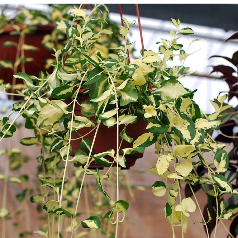 植物 斑葉花葉蔓 限量6吋吊盆 美麗黃綠繽落垂吊系植物 蝦皮購物