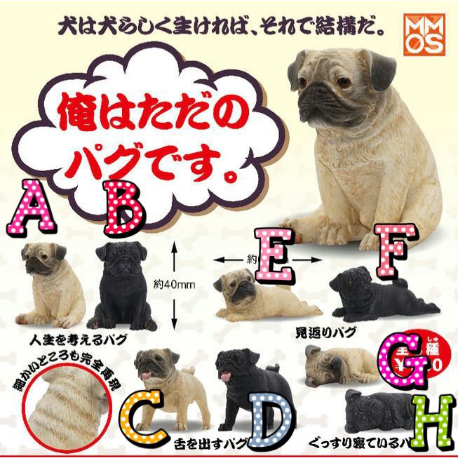 最速巴哥犬价格ptt