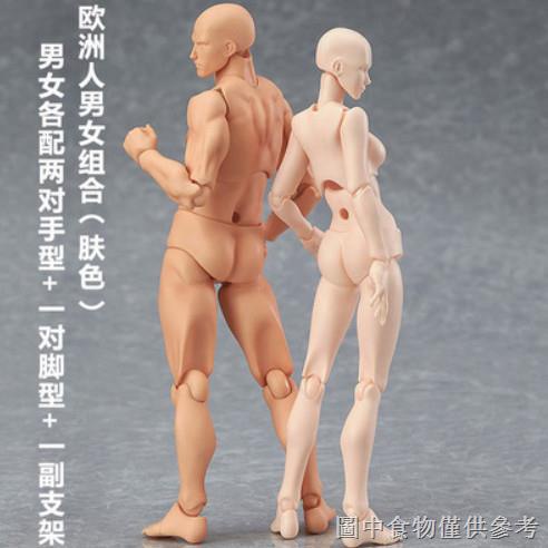 現貨figma素體美術人體模型玩具日本人偶關節可動成人繪畫肌肉shf素體