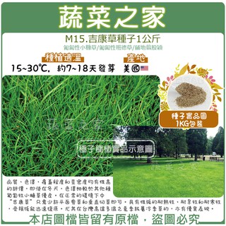 00m15 1 大包裝 吉康草種子80克 品質 色澤 覆蓋程度和莖密度均有很高的評價 即使在冬天 蝦皮購物