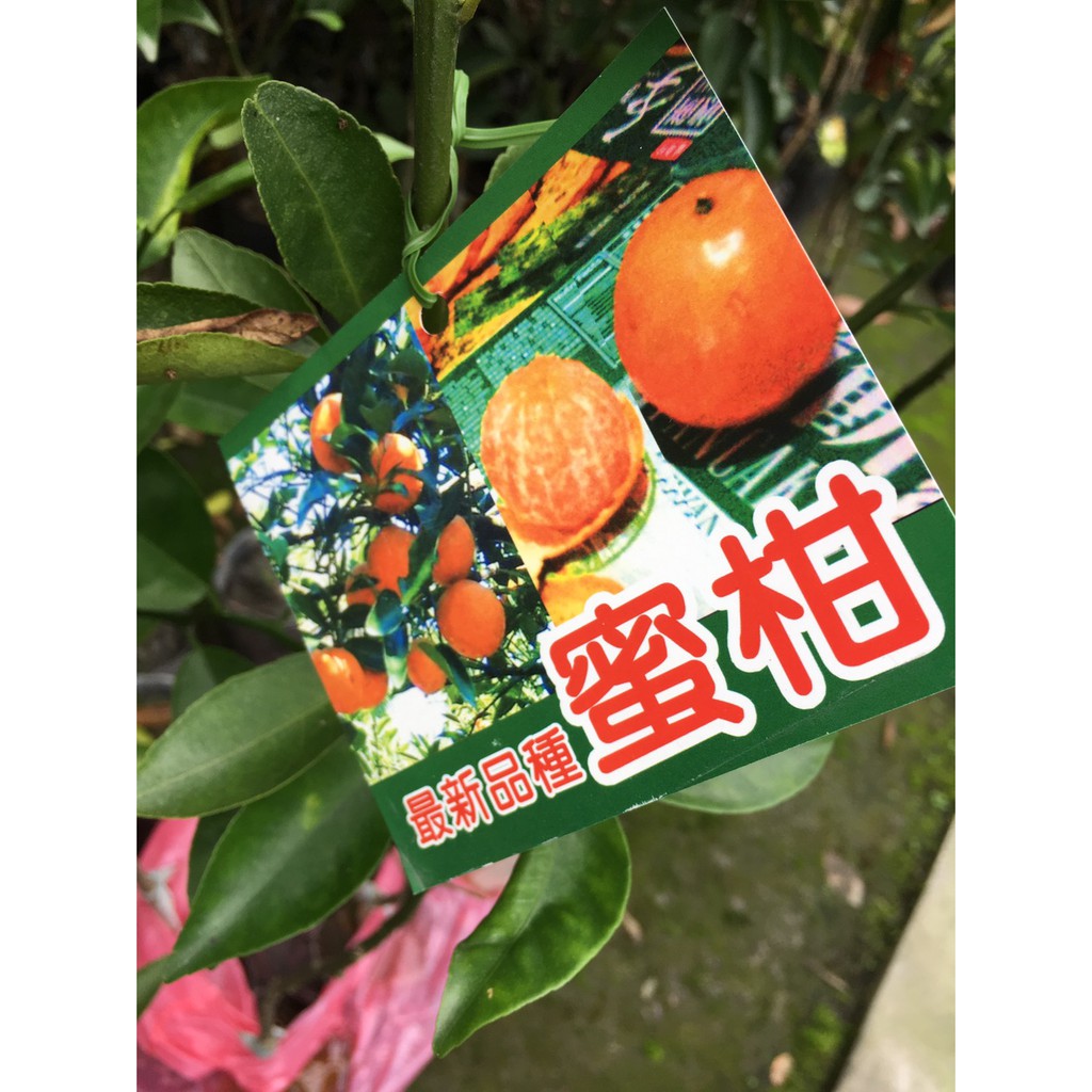 時和花坊 蜜柑嫁接苗 水果苗 4 5吋盆 蝦皮購物