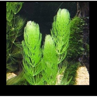 邦邦水族 金魚藻 水中葉 後景不需co2 耐熱陰性草新手級好養氧氣水 蝦皮購物
