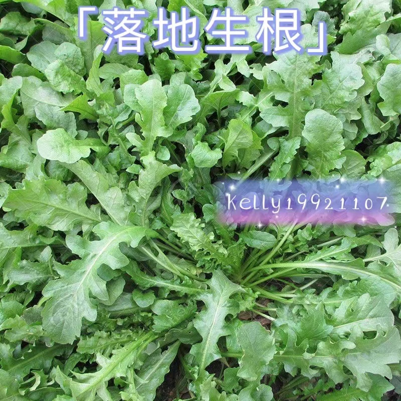 【落地生根】高產純野生薺菜種子 薺薺菜 野菜薺菜 清香陽臺四季播種盆栽特色蔬菜種子當季蔬菜種子