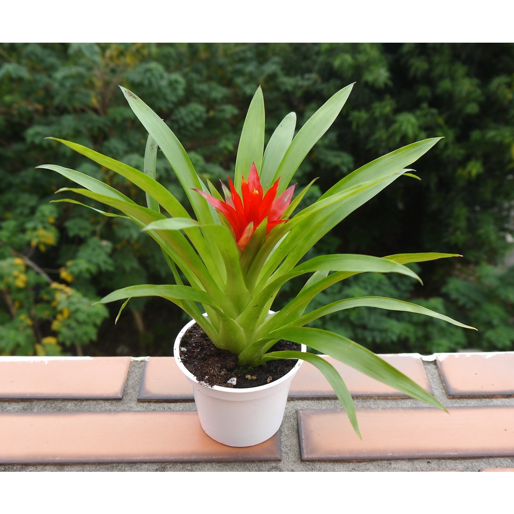 鳳梨花觀賞鳳梨 3吋 室內清淨空氣盆栽 室內植物 花樣渼栽盆栽生活館 蝦皮購物