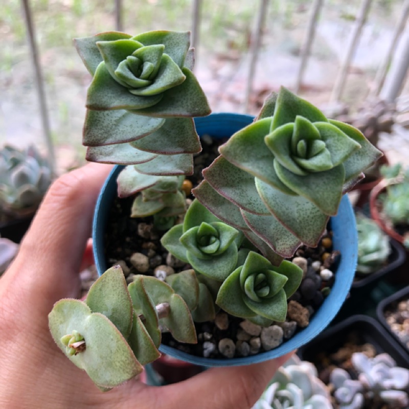 星王子 多肉植物 夢能量手作雜貨多肉 蝦皮購物