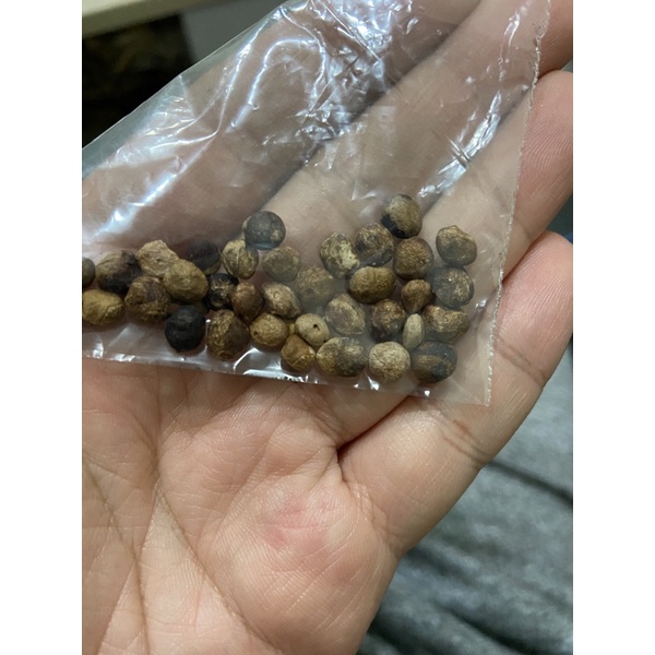 象足漆樹 新鮮種子 稀有盆栽