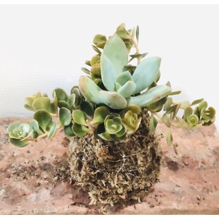 Mei Mei 手作 多肉植物組合苔球 蝦皮購物