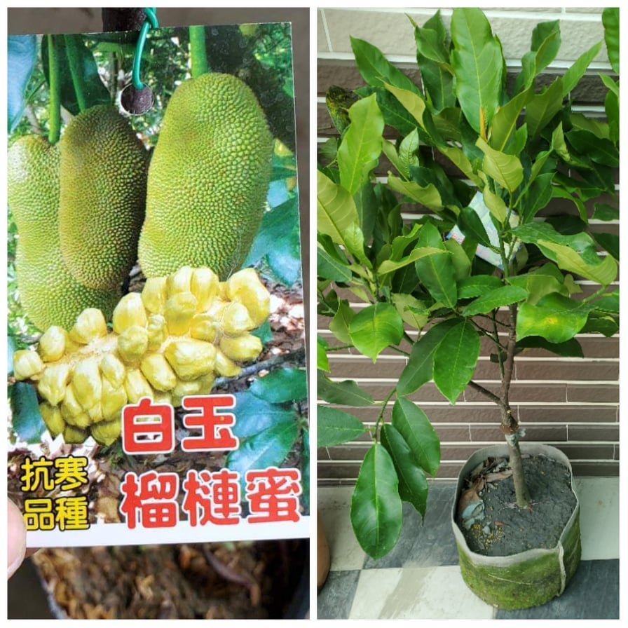 白玉榴槤蜜【稀有嫁接粗大苗】抗寒品種 移植後約2年產果。粗+大+壯+樹型漂亮