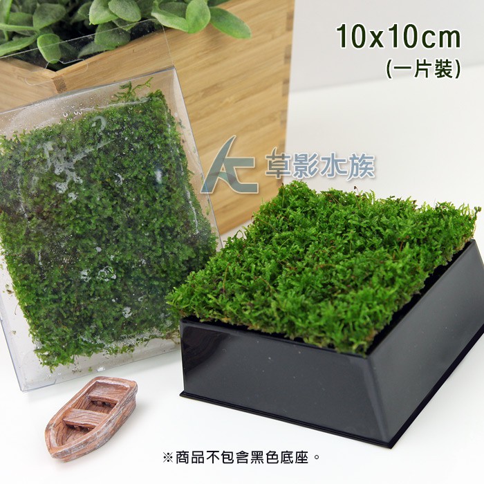Ac草影 卡夾式默思草皮 10x10cm 一盒 不須二氧化碳不用co2 前景草前景水草陰性草陰性水草 蝦皮購物