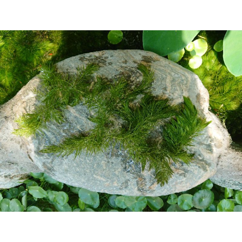 Cp值很高的 金魚藻 水草 景觀 水藻 蝦皮購物