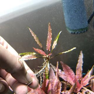 火烈鳥椒草cryptocoryne Sp Flamingo 椒草 水草 火烈鳥水草 火烈鳥 蝦皮購物