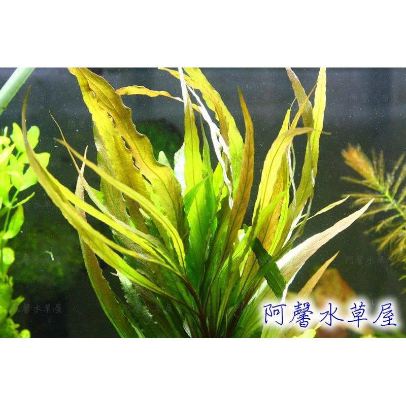 阿馨水草屋 水草造景 小柳10株40元水上葉狀態水草水族造景裝飾專賣店 蝦皮購物
